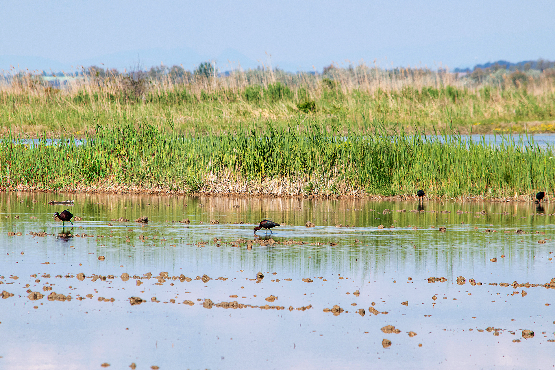 Photo d'une rizière à Saint-Gilles dans le département du Gard
