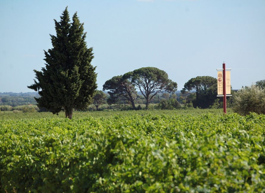 Photo d'un vignoble des Costières de Nîmes