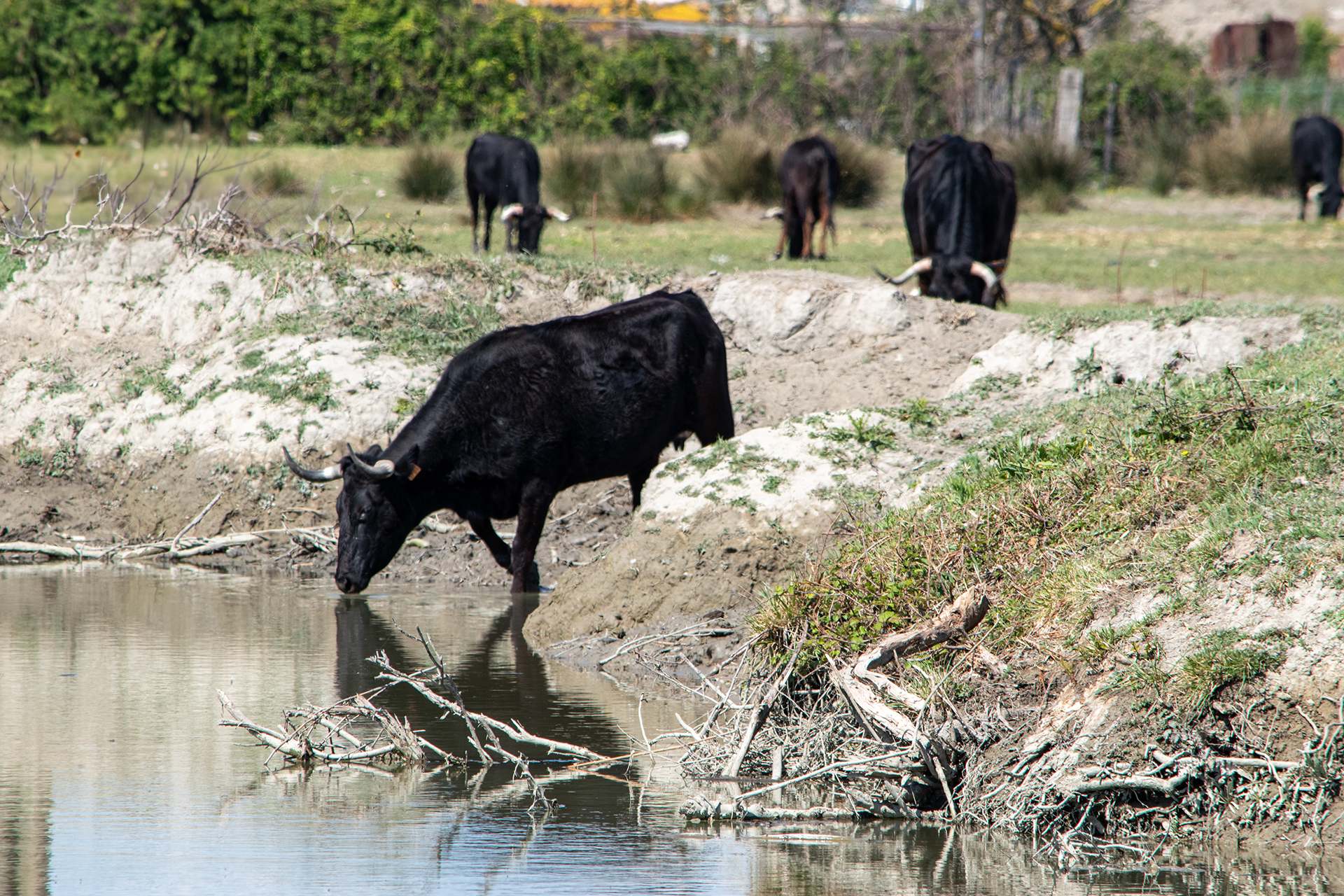 La photo d'un taureau entrain de boire dans un étang à Saint-Gilles