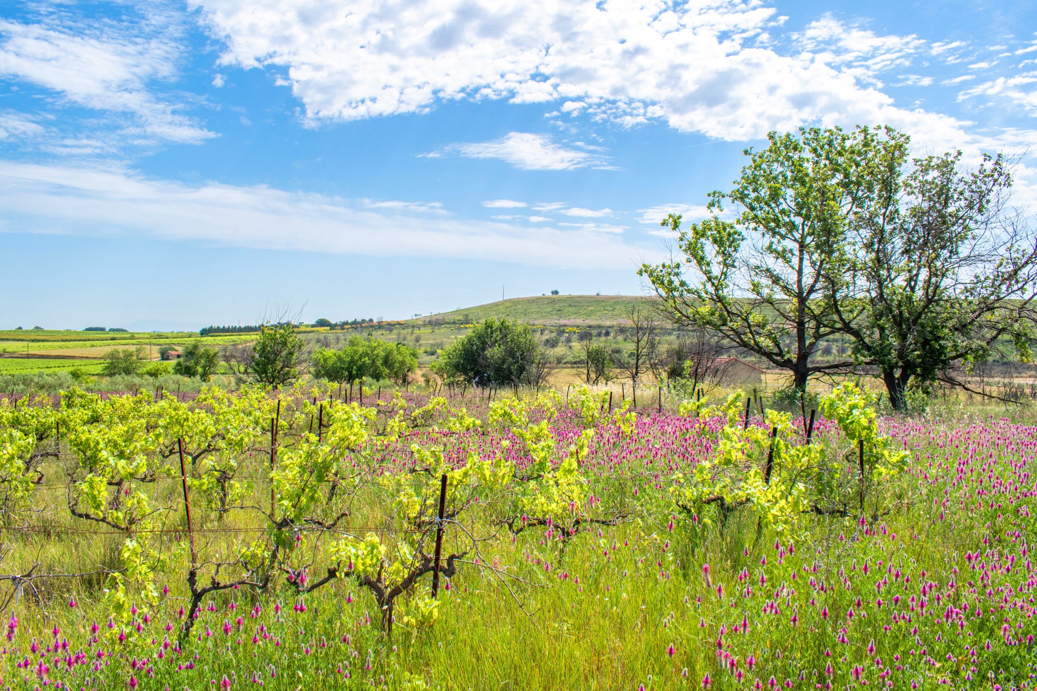 Photo d'un vignoble à Générac et d'un puech en arrière plan.